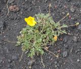 Papaver microcarpum