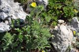 Potentilla callieri