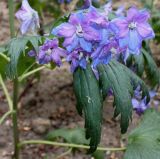 Delphinium ceratophorum