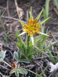 род Tragopogon