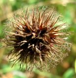 Trifolium lappaceum