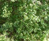Salix pyrolifolia