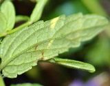 Scutellaria scordiifolia. Лист (вид с нижней стороны). Юг Красноярского края, окр. г. Минусинск. Август 2009 г.