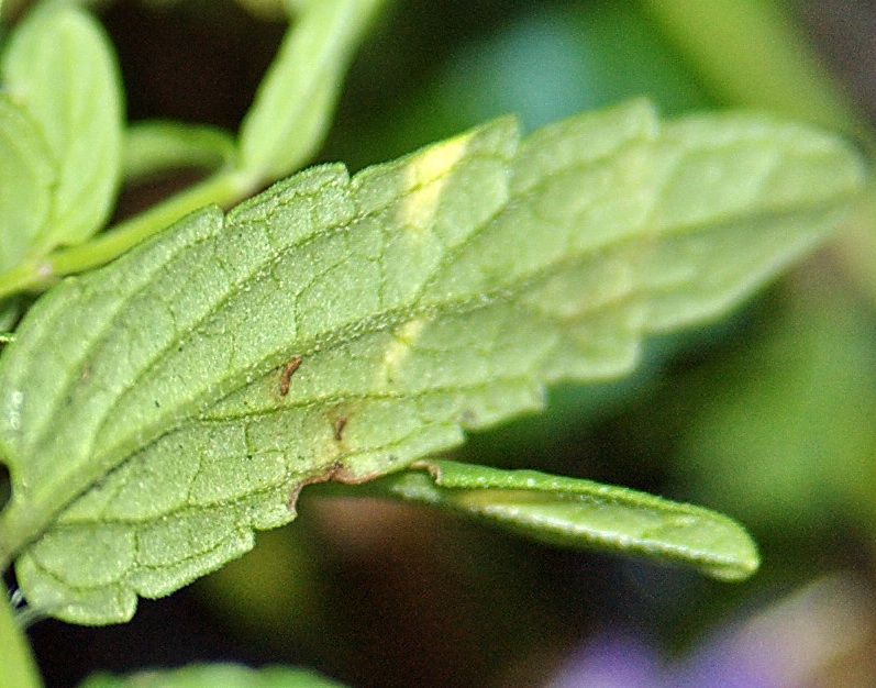 Изображение особи Scutellaria scordiifolia.