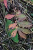 Agrimonia eupatoria