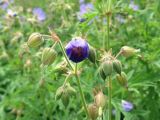 Geranium pratense. Цветущее и плодоносящее растение. По центру - полураспустившийся цветок. Минская обл., Минский р-н, недалеко от заказника \"Соколиный\", луг у небольшого пруда. 03.07.2014.