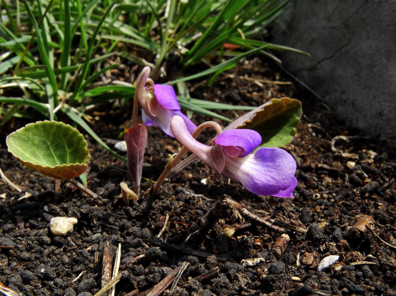 Image of Viola primorskajensis specimen.