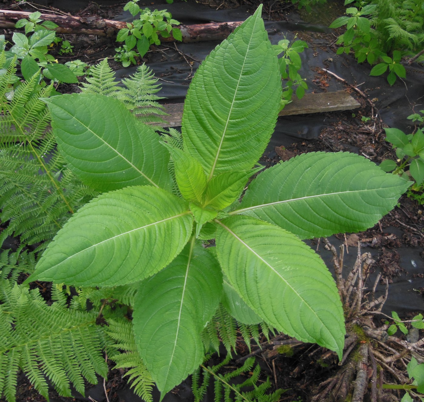 Изображение особи Impatiens glandulifera.