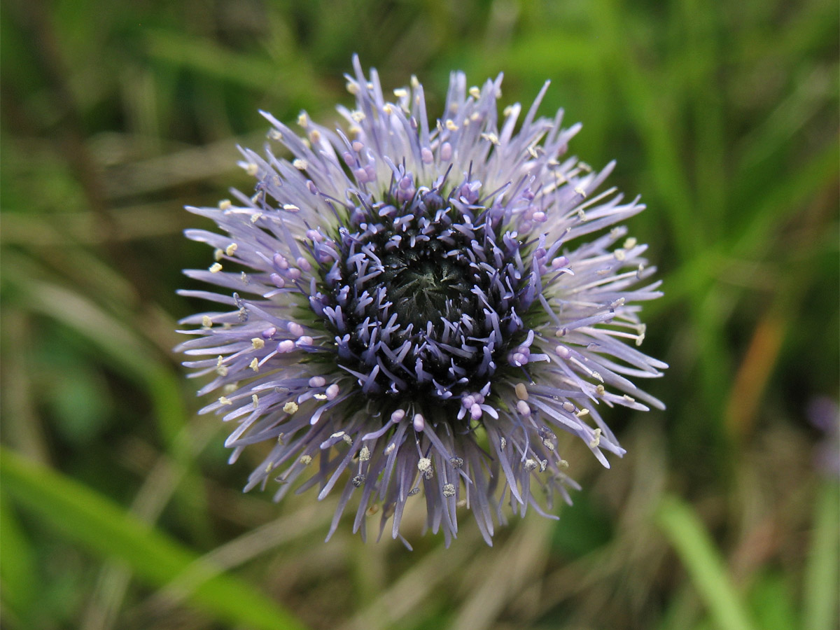 Изображение особи Globularia bisnagarica.