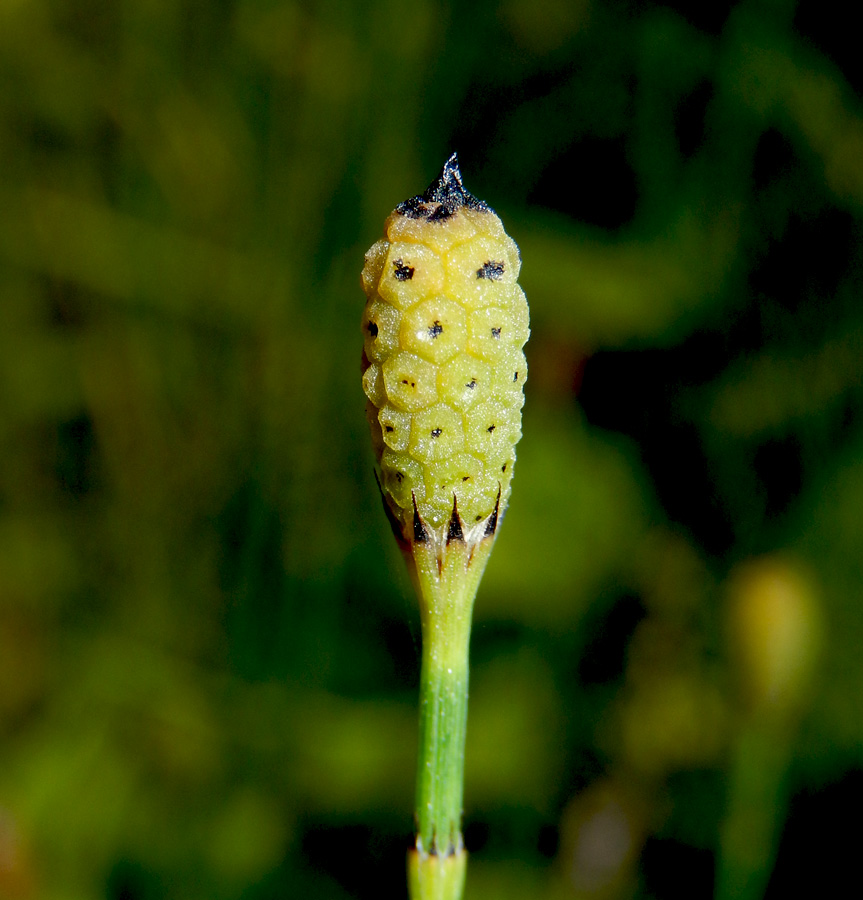 Изображение особи Equisetum ramosissimum.