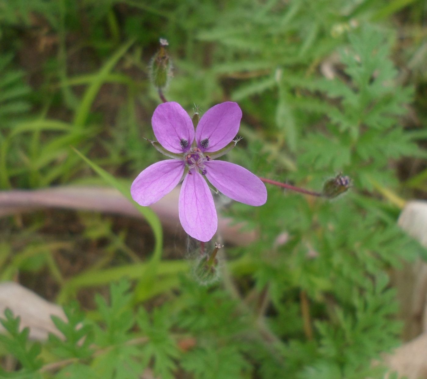 Изображение особи Erodium cicutarium.