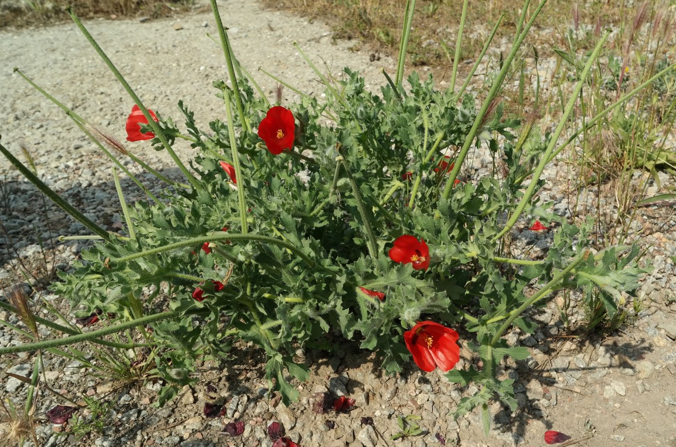 Изображение особи Glaucium corniculatum.