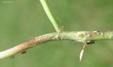 Trifolium repens