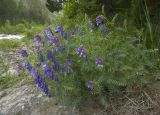 Vicia sosnowskyi