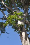 Lagerstroemia indica