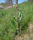 Linaria genistifolia. Растение с отрастающими молодыми побегами и сухими прошлогодними. Краснодарский край, г. Усть-Лабинск, сухой травянистый склон правого берега Кубани. 08.04.2018.