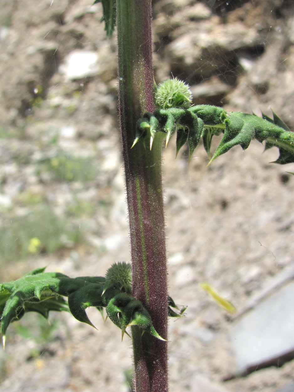 Image of Echinops sphaerocephalus specimen.