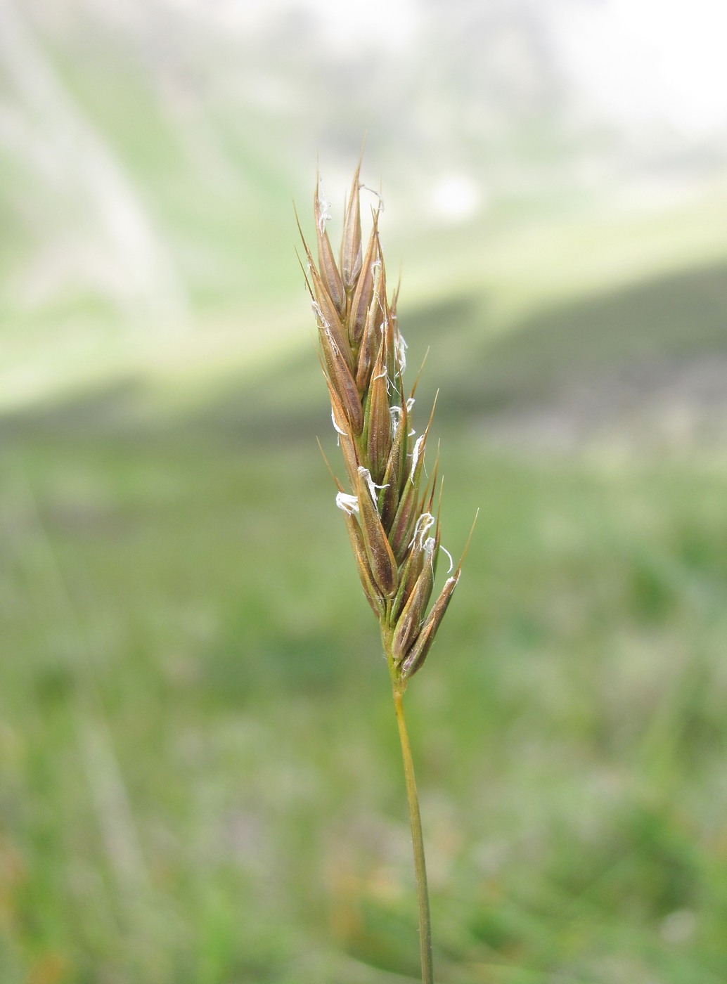 Изображение особи Anthoxanthum alpinum.