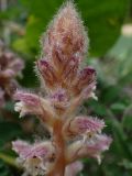 Orobanche pubescens