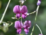 Lespedeza bicolor