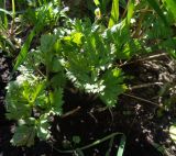 Anemone coronaria