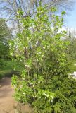 Staphylea pinnata. Цветущее растение. Крым, Симферополь, ботанический сад, в культуре. 28 апреля 2019 г.
