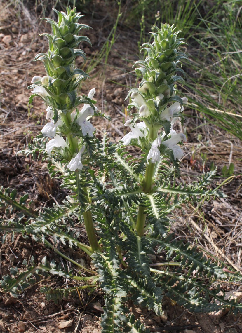 Изображение особи Pedicularis interrupta.