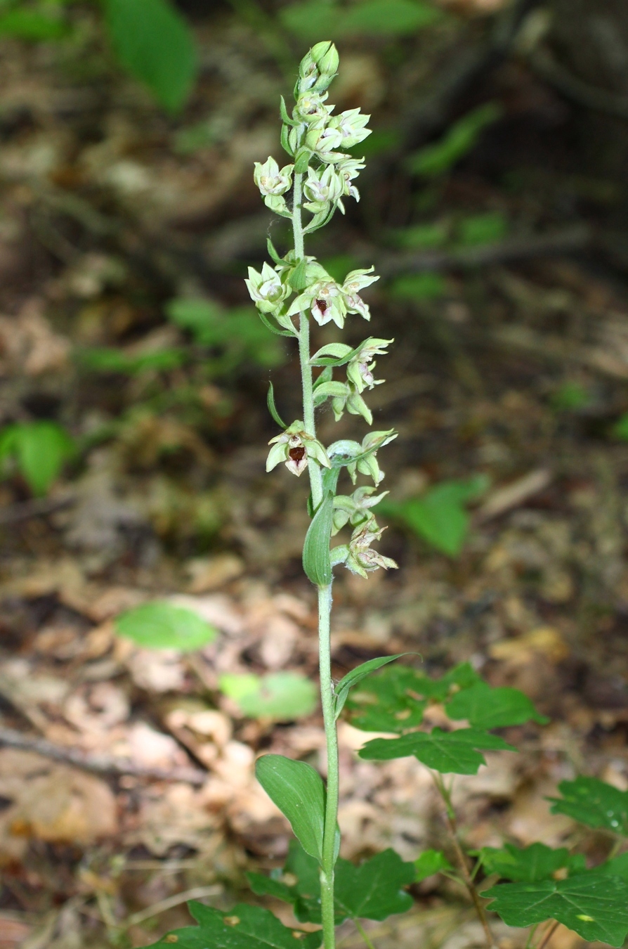 Изображение особи Epipactis condensata.