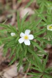 Anemone caerulea. Цветок и листья. Республика Алтай, Усть-Коксинский р-н, Уймонская долина, окр. села Усть-Кокса, смешанный лес. 12.05.2019.