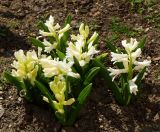 Hyacinthus orientalis