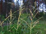 Molinia caerulea