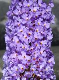 Buddleja davidii