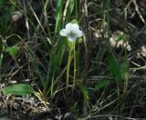 Viola patrinii. Цветущее растение. Иркутская обл., Иркутский р-н, р. Иркут, о. Беляева, в окружении кустов ивы. 30.05.2020.