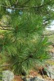 Pinus sibirica