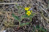 Potentilla bifurca. Цветущее растение. Хакасия, Бейский р-н, высокий берег р. Абакан, степной склон. 12.06.2022.