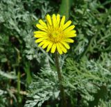 род Taraxacum. Соцветие. Иркутская обл., Усть-Ордынский р-н, окр. пгт Усть-Орда, долина р. Куда, луг. 08.08.2022.