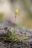 Tragopogon filifolius. Цветущее растение. Кабардино-Балкария, Эльбрусский р-н, долина р. Терскол, ≈ 2600 м н.у.м., каменистый склон. 24.08.2023.