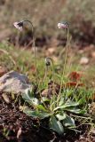 Bellis sylvestris