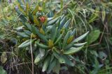 Rhododendron caucasicum. Плодоносящая веточка. Чечня, Шаройский р-н, западный склон пер. Цумандинский, выс. 2100 м н.у.м., травянистый склон с зарослями кустарника. 23 августа 2023 г.