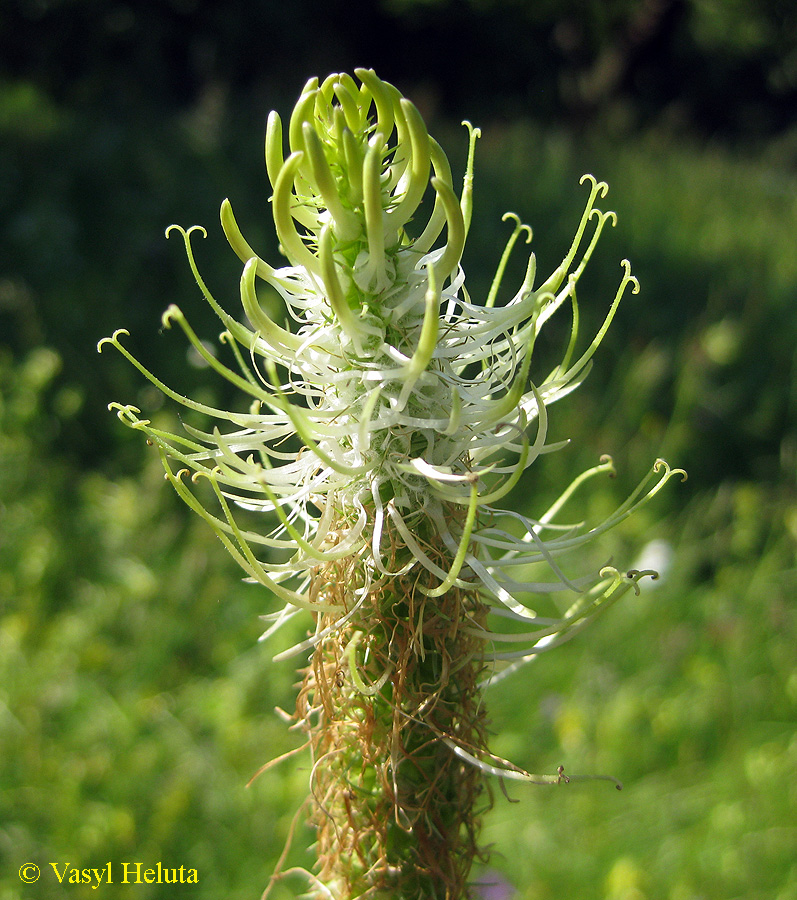 Изображение особи Phyteuma spicatum.