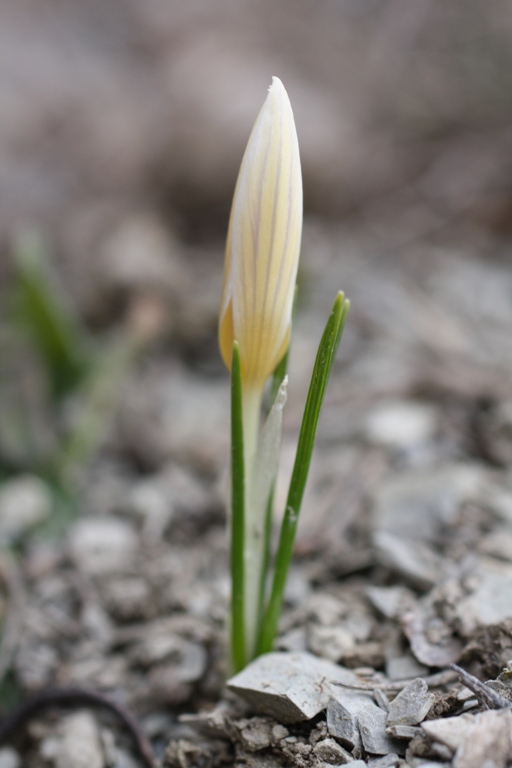 Изображение особи Crocus reticulatus.