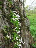 Oxalis acetosella