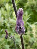 Aconitum septentrionale. Цветок. Полярный Урал, долина Левого Кечпеля. 20.07.2011.