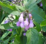 Symphytum officinale. Верхушка побега с соцветием. Украина, Николаевская обл., Кинбурнская коса. 20 мая 2012 г.