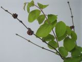 Symphoricarpos &times; doorenbosii