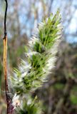 Salix acutifolia