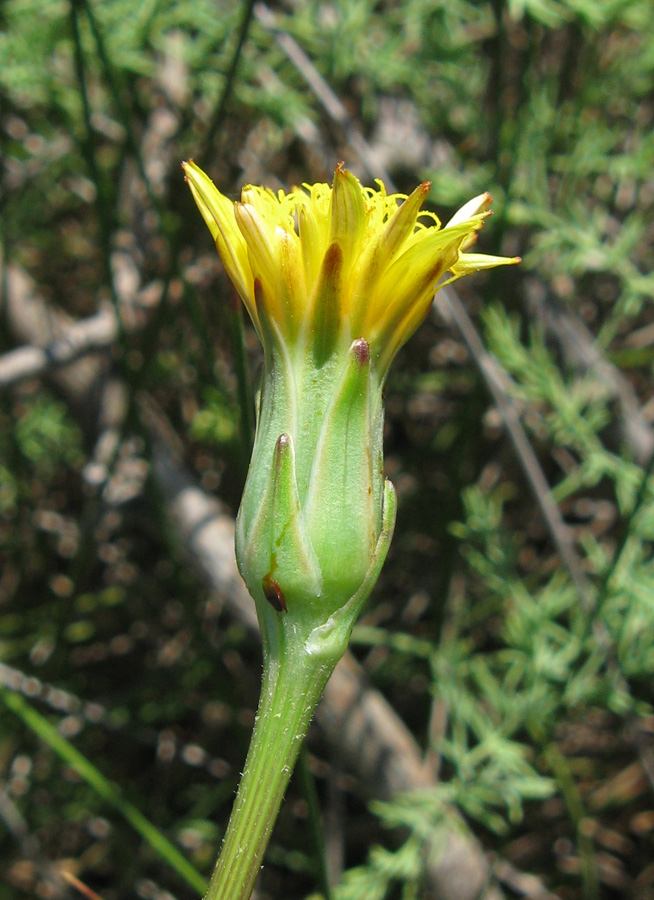 Изображение особи Scorzonera parviflora.