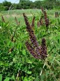 Amorpha fruticosa. Верхушка побега с соцветием. Краснодарский край, Кущёвский р-н, станица Шкуринская, заброшенный парк. 10.06.2009.