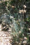 Dianthus marschallii. Зацветающее растение. Южный Берег Крыма, мыс Никитин, в лесу. 22.05.2013.