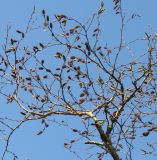 Betula albosinensis